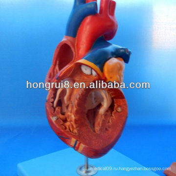 ISO Advanced Anatomical Heart, Medical Heart, человеческое сердце